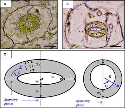 Stomatal Opening: The Role of Cell-Wall Mechanical Anisotropy and Its Analytical Relations to the Bio-composite Characteristics